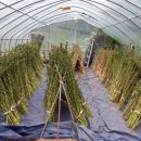 시골 농장 이미지