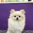 예쁘개 네이버블로그