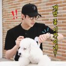 강아지를 부탁해 이미지