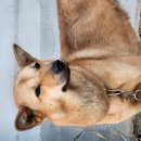 달구벌진도 이미지