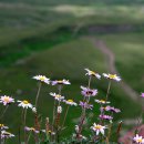 새들피아노 이미지