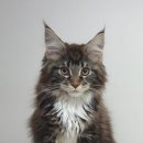 마마캐터리 이미지