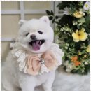 우리동네펫샵 이미지