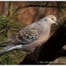 왔다마트 이미지