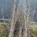 재식농장 이미지