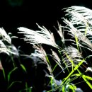 순천만 갈대밭 이미지