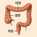 온빛채식물의학 | 🧠 대장암(大腸癌)과 붉은 고기와 의 진실: 장내미생물(腸內微生物)이 답이다