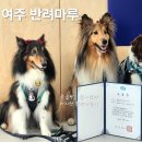 여주 반려마루, 강아지 기초훈련 중급반 후기 feat.매트훈련방법