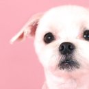 퀸펫살롱 이미지