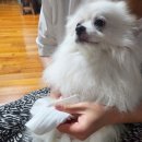 코코프렌즈 이미지