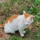 칠곡양떼목장 이미지