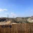 도그프리덤 이미지