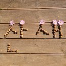 대자연유치원 이미지