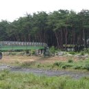 마리장풍숲 이미지