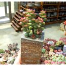 원종농장 이미지