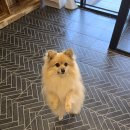 치즈 애견유치원&애견호텔 이미지