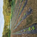 비봉농장 이미지