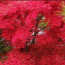 감동만두 이미지