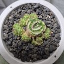 수원-0943 이미지