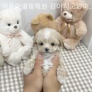 야옹아멍멍해봐강아지고양이삼각점