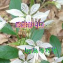 백선 이미지