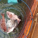 스타바다좌대낚시터 이미지