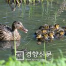 청둥오리 - 진주시 삼계로 292 | 청둥오리