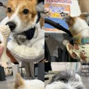 (주)베러펫 이미지