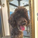 라니네 애견샵 이미지