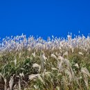 황매산 억새축제 이미지