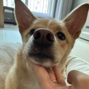 온마음 동물메디컬센터 | 죽전동물메디컬센터 후기🐶