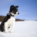 위즈동물병원 이미지