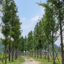 신녕천강변공원 이미지