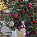 숲속의강아지 | 포천 애견동반카페 숲속의제빵소 트리사냥 다녀온 후기