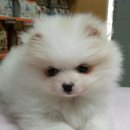 더독동물병원 이미지