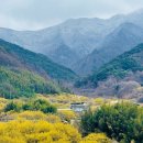옥토 Daum카페