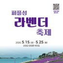 신안퍼플섬= 68,000송이 라벤더축제=5월15일~25일 이미지