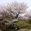 한국의 나무(3)=왕벚나무(Prunus yedoensis) 이미지