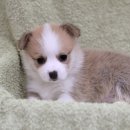지.행.시