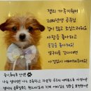 함께할개 사랑할개 이미지