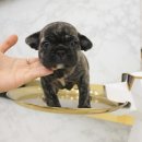 안녕,댕댕아 이미지