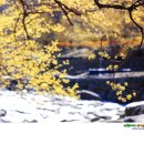 산수유꽃길민박 이미지