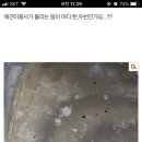 무는 강아지 미용하다가 손가락 잘린 애견미용사 (사진 주의) 이미지