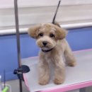 텐시퍼피 이미지