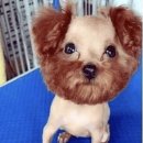 댕댕이미용 이미지