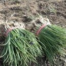 석영1호 이미지