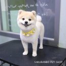 사쿠란보애견샵 부산대점 이미지