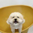 오늘도 예쁜 그루밍 이미지