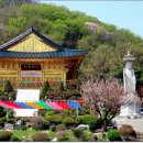 994차 길동무 | 2/21(토) 봉산 편백나무 치유의 숲 ~ 이미지