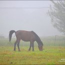 평화목장 이미지
